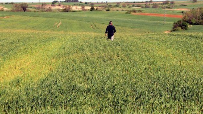 Edirnede buğday ekili tarlalarda virüs alarmı