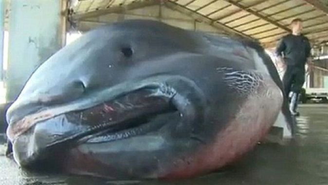 Japonya&#039;da dev ağızlı köpekbalığı yakalandı