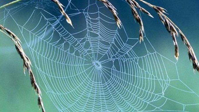 Örümcek ağındaki müthiş sır!