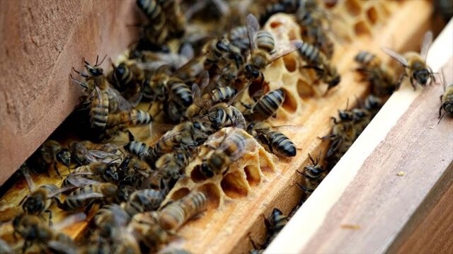 Sakarya&#039;da toplu arı ölümleri endişe yaşattı