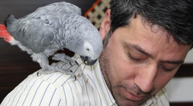 Sur&#039;daki çatışmalara şahit olan papağanın psikolojisi bozuldu