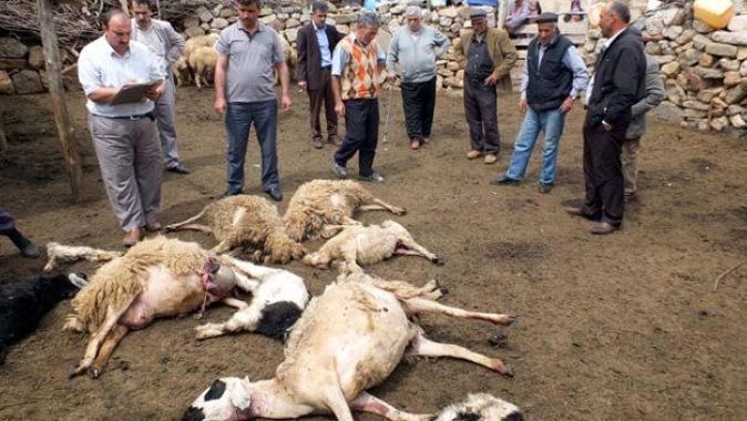 Ahıra saldıran kurtlar 21 koyunu telef etti