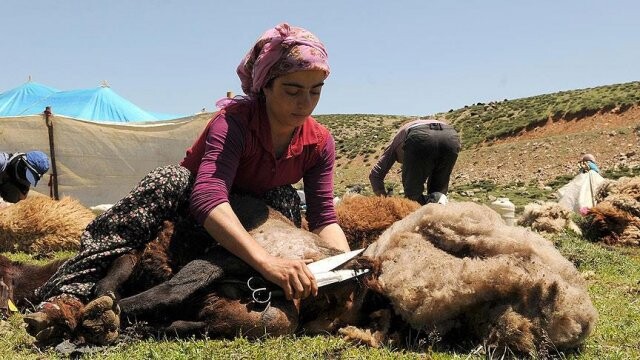 Bu köyde koyunları kadınlar kırpıyor