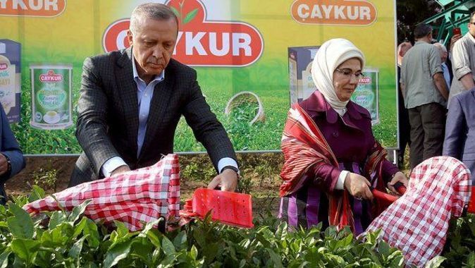 Cumhurbaşkanı Erdoğan Rize&#039;de çay hasadı yaptı