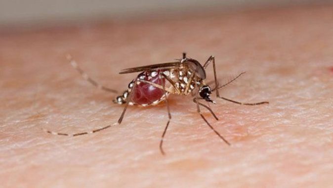 Dünya Sağlık Örgütü&#039;nden Zika virüsü uyarısı