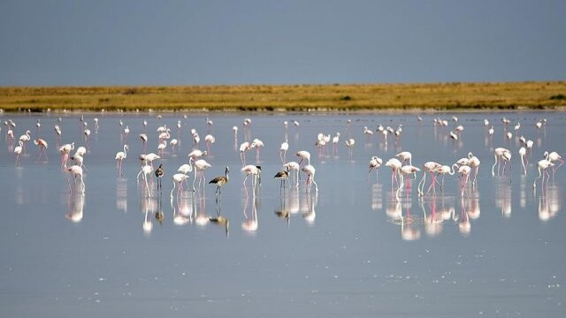 Flamingolara &#039;devlet&#039; koruması