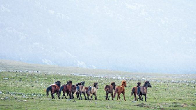 Yılkı atları turistlerin ilgi odağı