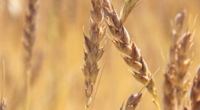 24 buğday çeşidi üzerinde araştırma yapılıyor