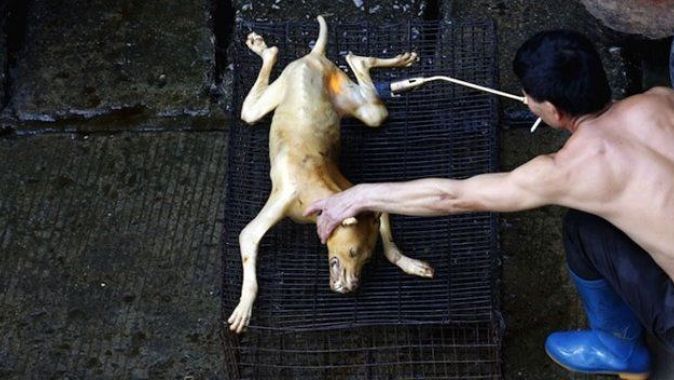 Çin&#039;de vahşet! Köpek eti festivali başladı