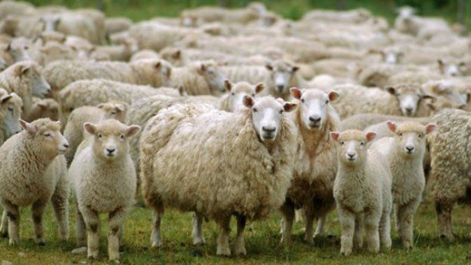 Çoban uyuyakalınca koyunlar kenti ele geçirdi!