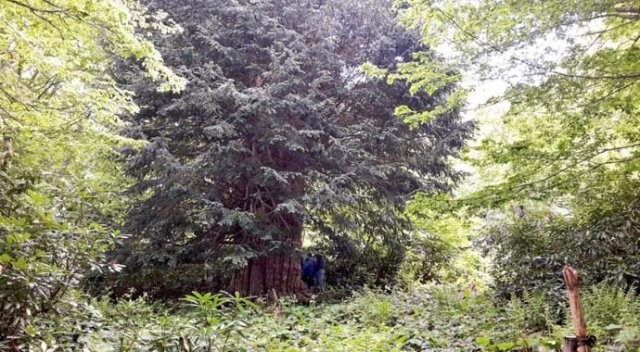Dünyanın en yaşlı beşinci ağacı Zonguldak’ta