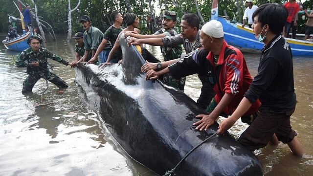 Endonezya&#039;da kıyıya vuran balinalar telef oldu