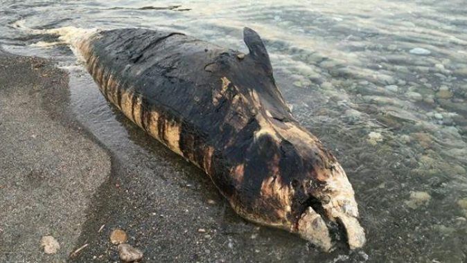 Gazipaşa&#039;da kıyıya dev balina vurdu