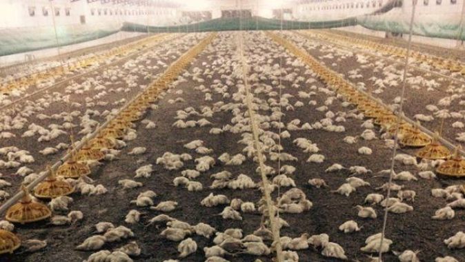 Havlandırma bozuldu, 28 bin tavuk telef oldu