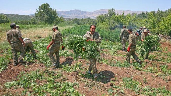 PKK&#039;nın finans kaynağı kenevir tarlalarına operasyon!
