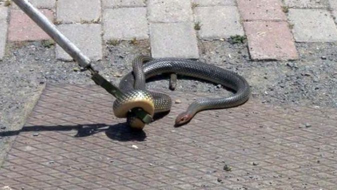 Şehir merkezini yılanlar bastı