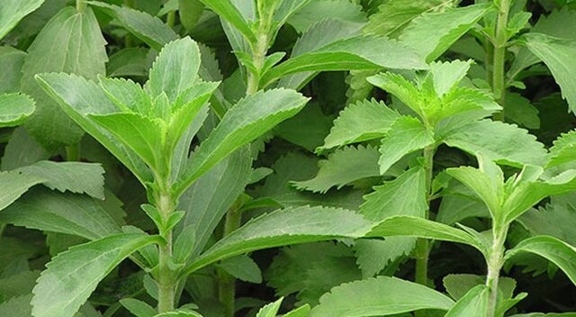Stevia bitkisi, şeker hastalarının imdadına yetişecek