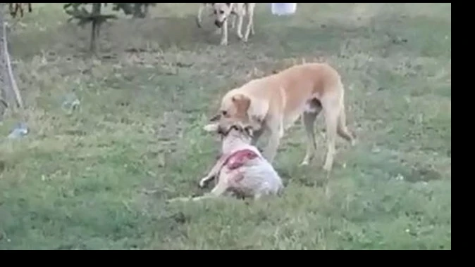 Köpekler koyun sürüsüne saldırdı