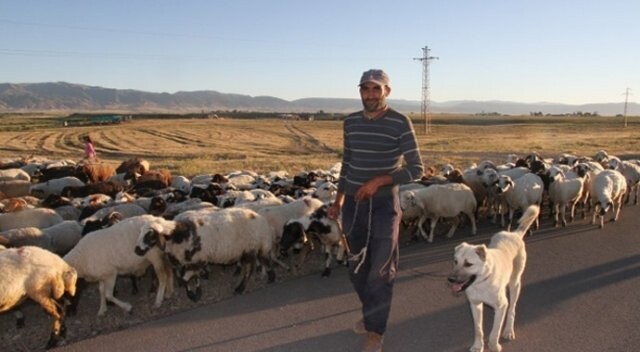 Muş&#039;ta 4 bin TL ücretle çoban aranıyor