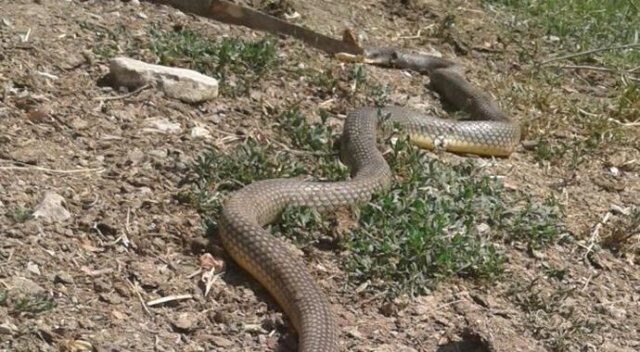 4 metre uzunluğundaki yılanı son anda fark etti