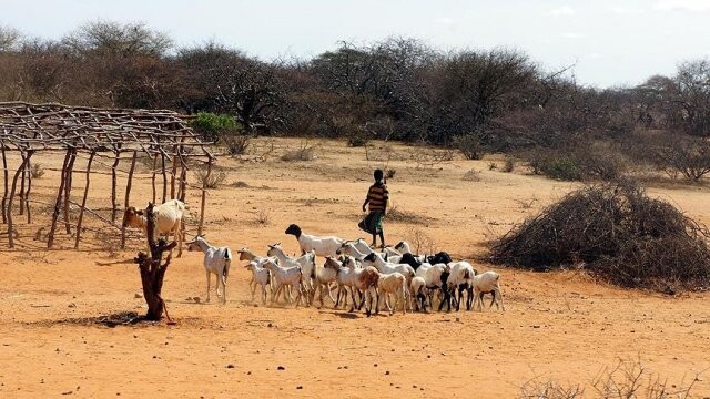 Afrika&#039;nın &#039;kuraklık stratejisi&#039; hazırlandı