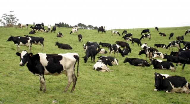 Yeni Zelanda’da 500 inek çalındı