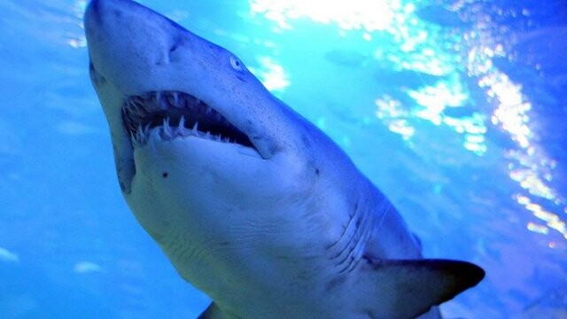 Yeni Kaledonya&#039;da köpek balığı saldırısı