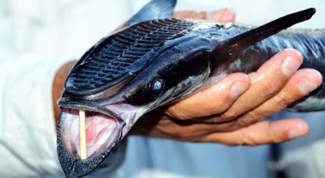 Bodrum&#039;da vantuz balığı şaşkınlığı