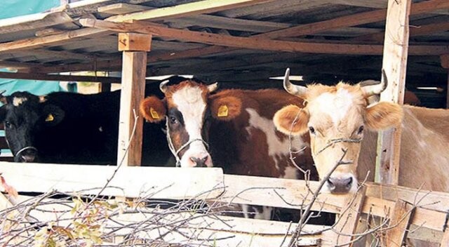 Bulgaristan&#039;ın istemediği inekler itlaf edildi