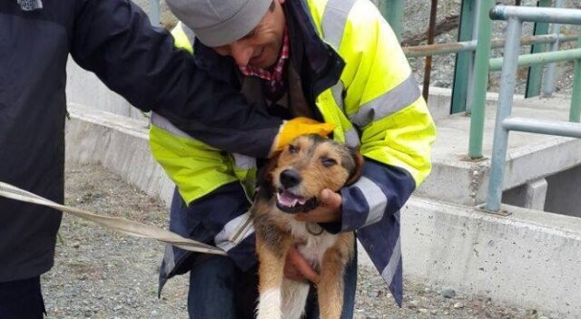 Kastamonu’da 200 metre derinliğindeki kanala düşen köpeği, AFAD kurtardı