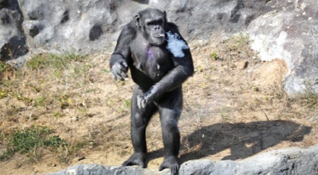 Sigara tiryakisi şempanze