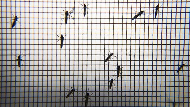 Zika&#039;yla &#039;sivrisinek ordusu&#039; mücadele edecek