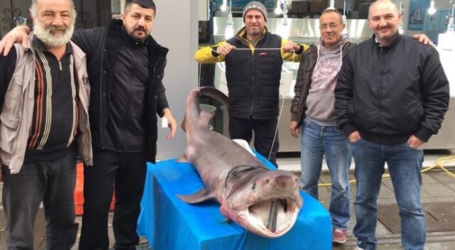 Darıca&#039;da 3.5 metrelik köpekbalığı yakalandı