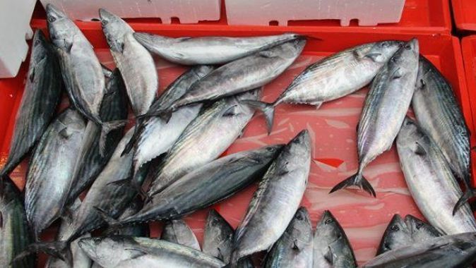 Denizlerdeki balık stoğunun yüzde 31&#039;i tükendi