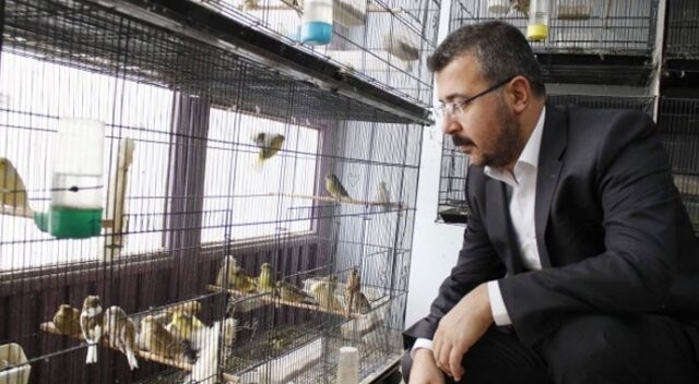 Ağır ceza avukatı, stresini beslediği 400 kanaryayla atıyor