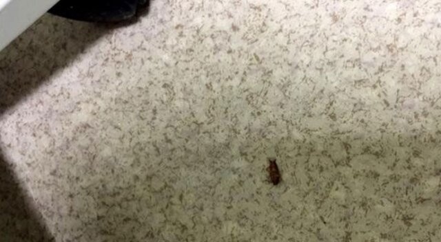 Cizre Devlet Hastanesi’nde böcek istilası