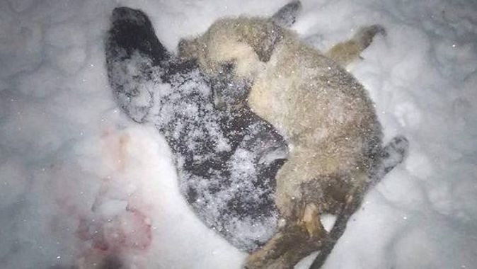 Giresun Şebinkarahisar&#039;da yürek yakan görüntüler, hayvanlar donarak can veriyor
