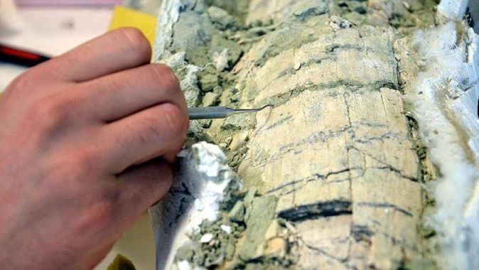 Güney Kutbu&#039;nda yeni böcek türü fosili bulundu