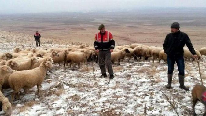 Kayıp koyunları jandarma buldu