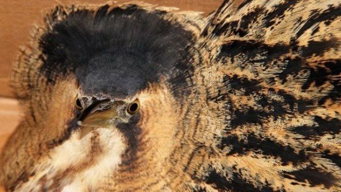 Nesli tükenmekte olan Balaban kuşu yaralı halde bulundu