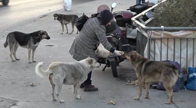 Sokak köpeklerine her gün yiyecek taşıyor