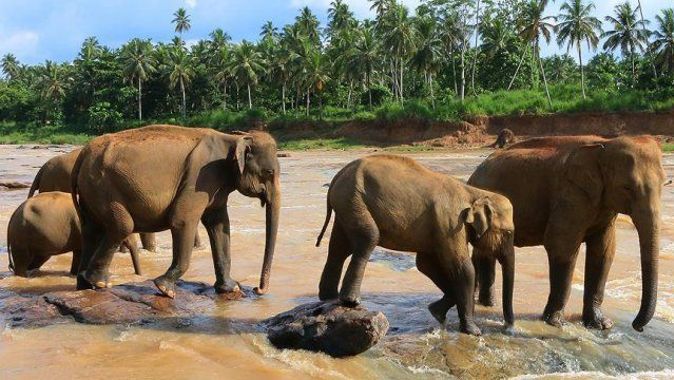 Myanmar&#039;da fil sürüsü köy bastı: 5 ölü