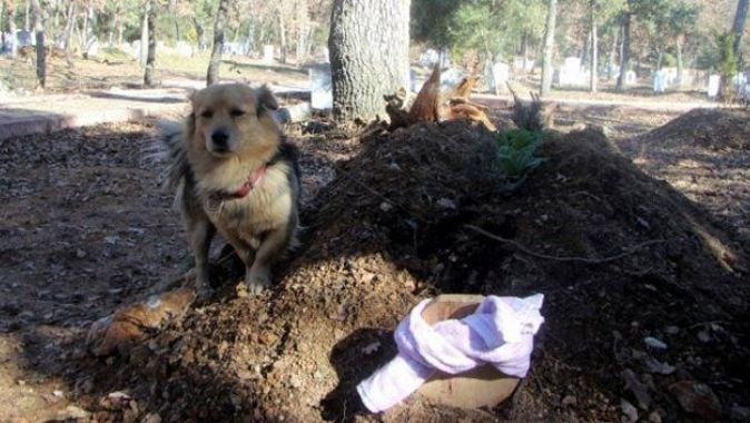Vefakar köpek, her gün ölen sahibinin mezarına koşuyor