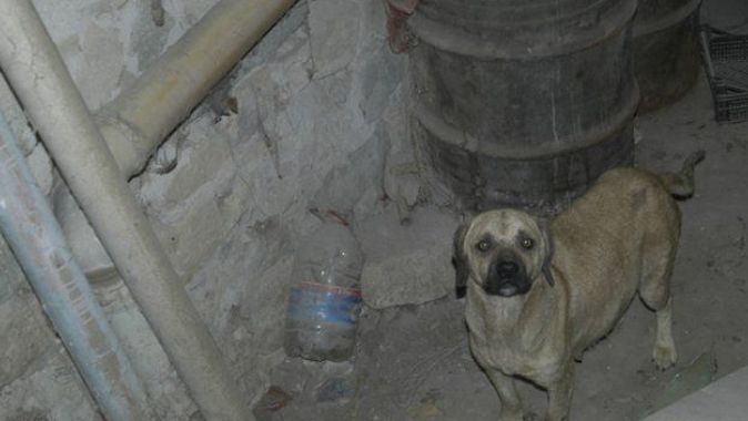 3 gün mahsur kalan köpeği itfaiye kurtardı