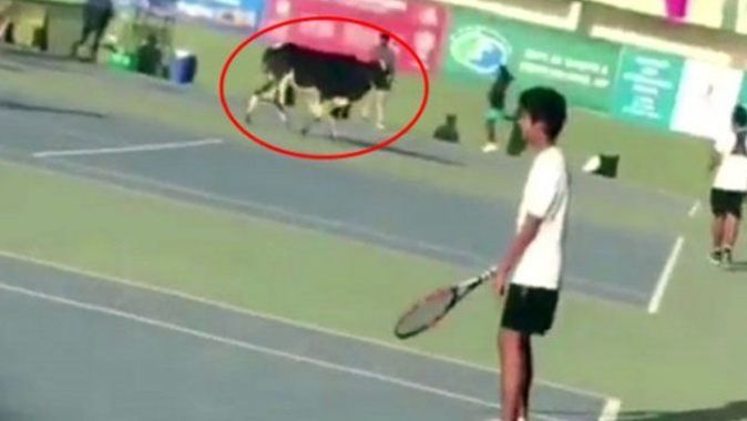Tenis kortuna inek girdi! Oyuncular şaştı kaldı