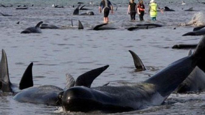 Yeni Zelanda&#039;da yüzlerce balina karaya vurdu