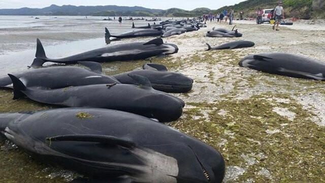 Yeni Zelanda&#039;da yüzlerce balina telef oldu