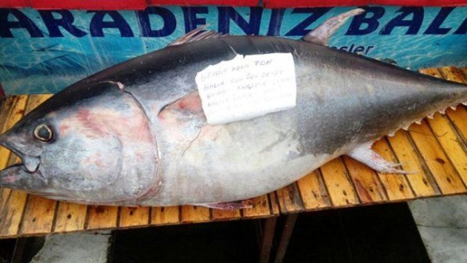 2 metrelik ton balığı görenleri şaşırttı