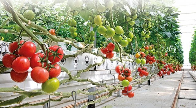Antalya’da ‘şiir’ gibi  domates üretiliyor