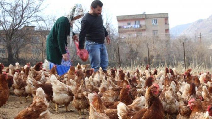 Atanamayan eşine destek olmak isteyen kadın, tavuk çiftliği kurdu